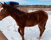 quarter-horse-for-sale