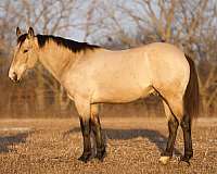 buckskin-sock-horse