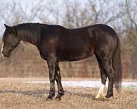 black-blaze-horse