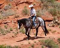 ranch-work-quarter-horse