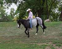 family-horse-quarter