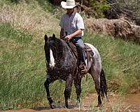 trail-quarter-horse