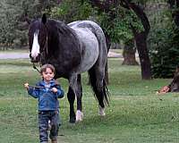 ranch-quarter-horse