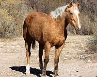 quarter-horse