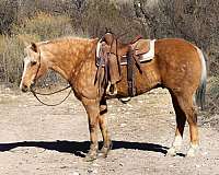 beginner-safe-quarter-horse