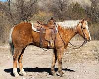 ranch-work-quarter-horse