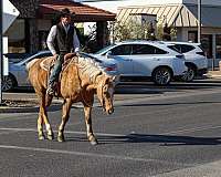 trail-quarter-horse