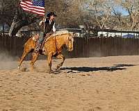 husband-safe-quarter-horse