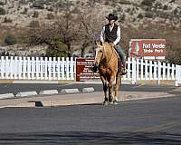 ranch-quarter-horse