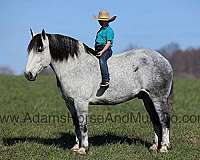 palomino-blaze-rear-socks-horse