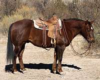 chestnut-star-horse