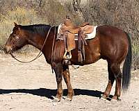 quarter-horse