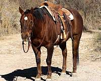 ranch-work-quarter-horse