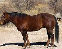 beginner-safe-quarter-horse