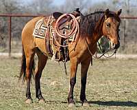 chestnut-star-horse