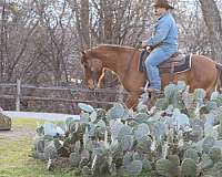 family-horse-quarter