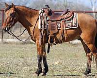 athletic-quarter-horse