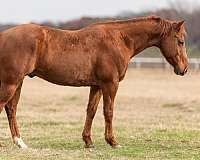 chestnut-blaze-horse