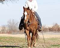 beginner-safe-quarter-horse