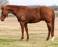 ranch-work-quarter-horse