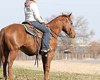 athletic-quarter-horse