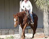 husband-safe-quarter-horse