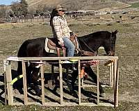 ranch-quarter-horse