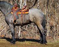 beginner-safe-missouri-fox-trotter-horse