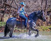 quarter-horse-missouri-fox-trotter