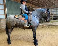 facebook-missouri-fox-trotter-horse