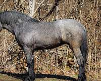 gaited-mules-for-sale-missouri-fox-trotter-horse