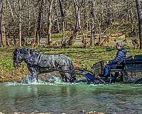 stables-missouri-fox-trotter-horse