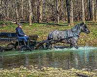 true-missouri-fox-trotter-horse