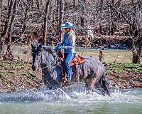 all-around-missouri-fox-trotter-horse