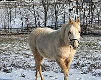 palomino-apha-aqha-filly-mare