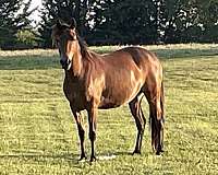 crossbred-pony-for-sale