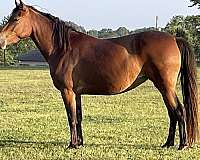 crossbred-pony-mare