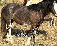 roan-palomino-foal