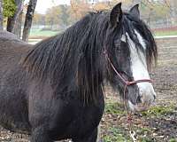 black-import-stallion-horse