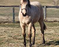 quarter-horse-for-sale