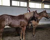 aqha-quarter-horse