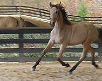 yearling-lusitano-horse