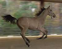 lider-seven-lusitano-horse