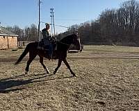 14-hand-quarter-pony-mare