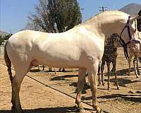 andalusian-stallion