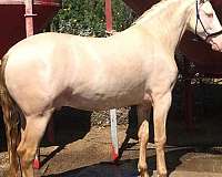 andalusian-horse-for-sale