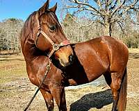 barrel-quarter-horse