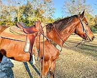 barrel-racing-quarter-horse