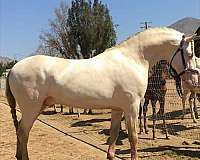 cremello-andalusian-palomino-stallion