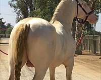 perlino-andalusian-palomino-stallion